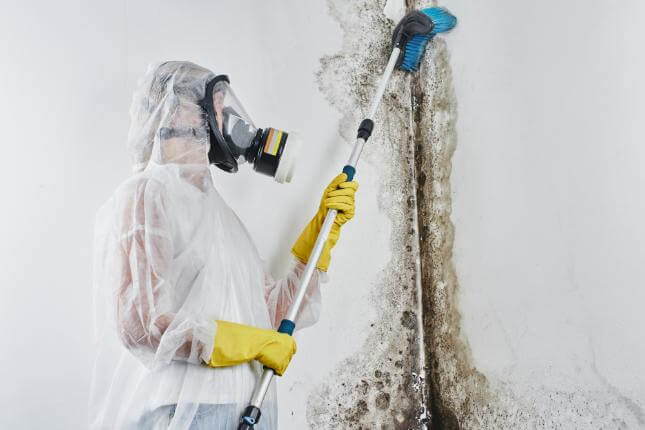pro-mould-removal